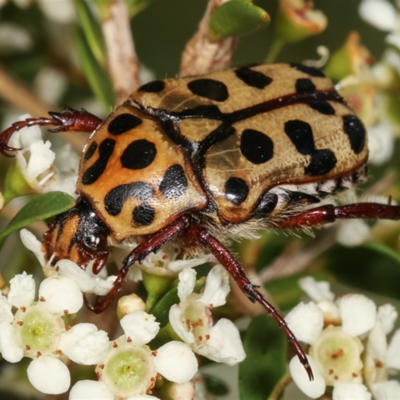 Neorrhina punctata