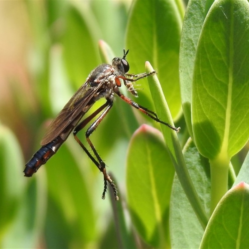 Neosaropogon sp. (genus)