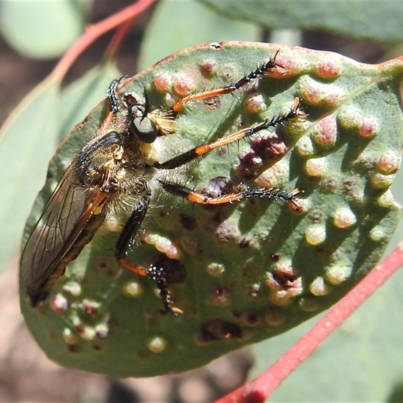 Neoscleropogon sp. (genus)