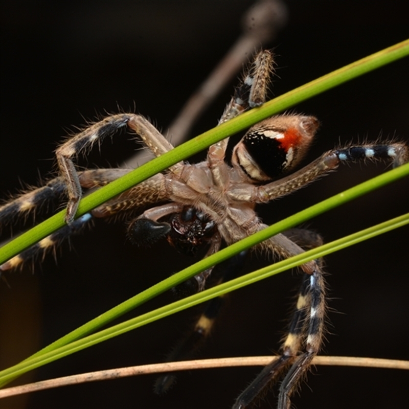 Neosparassus calligaster