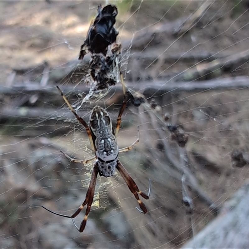 Trichonephila edulis