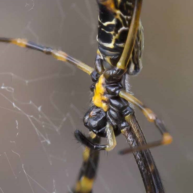 Nephila plumipes