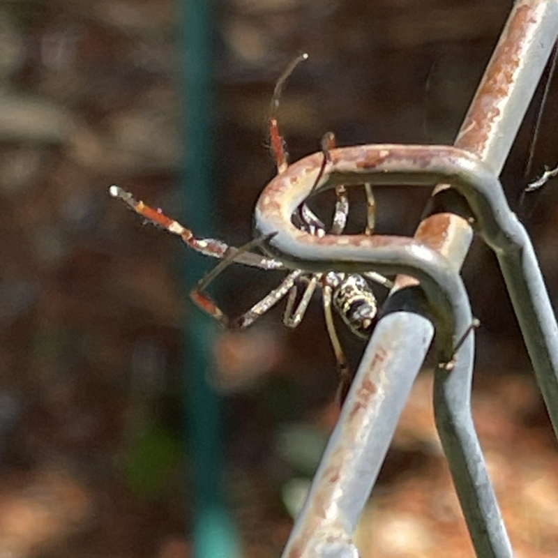 Nephila sp. (genus)