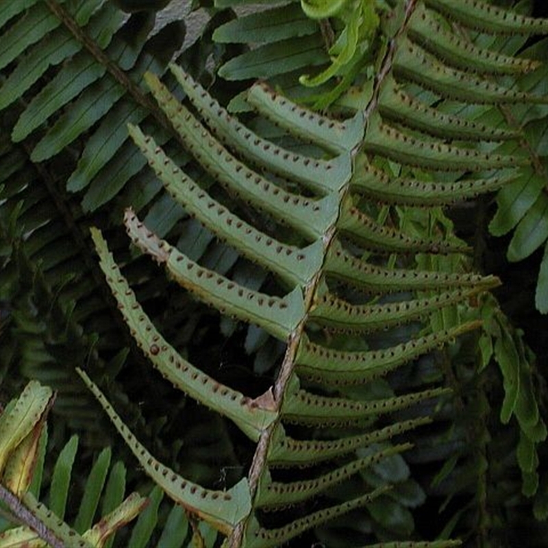 Nephrolepis cordifolia