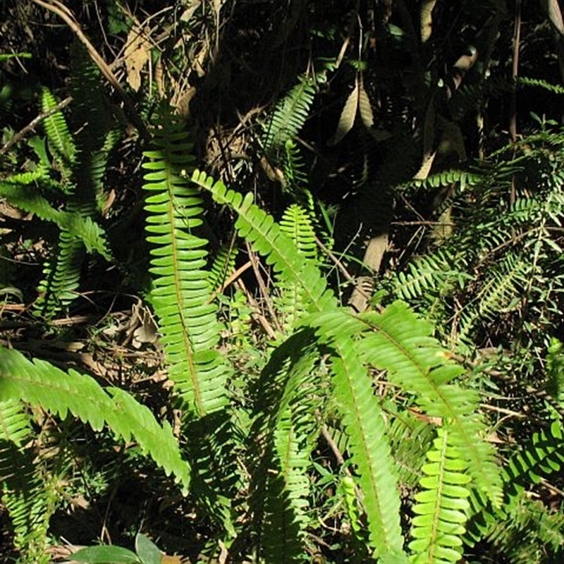 Nephrolepis cordifolia