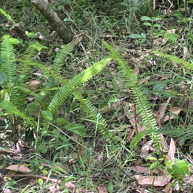 Nephrolepis cordifolia