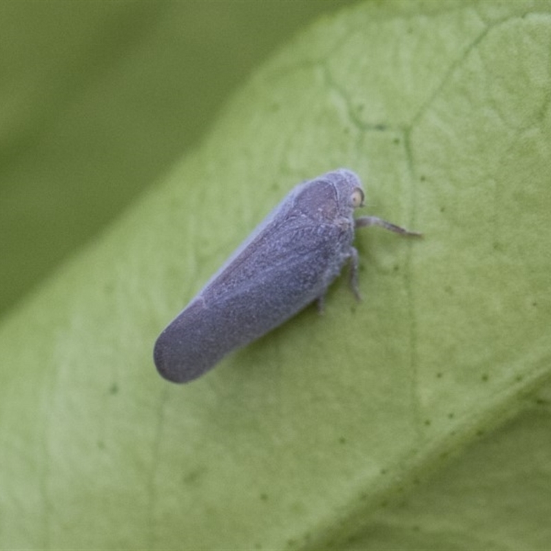 Anzora unicolor