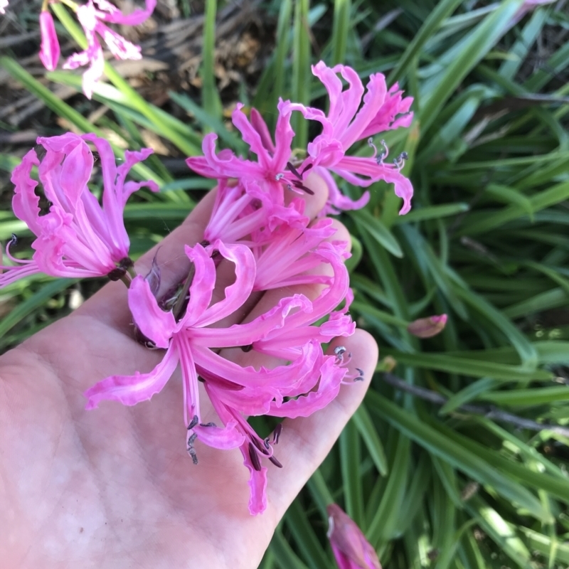 Nerine bowdenii