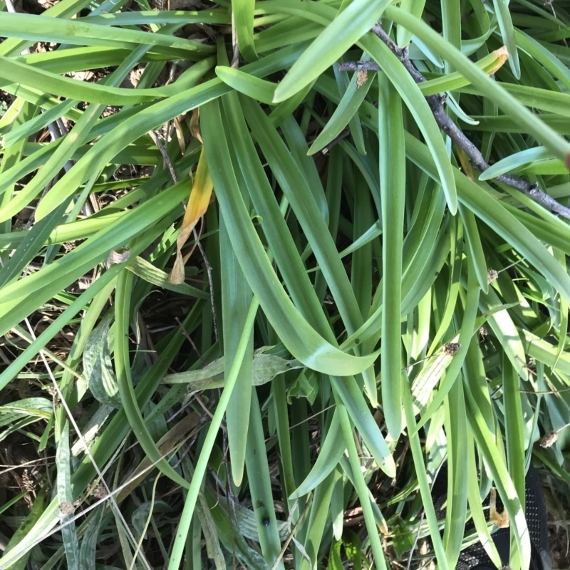 Nerine bowdenii