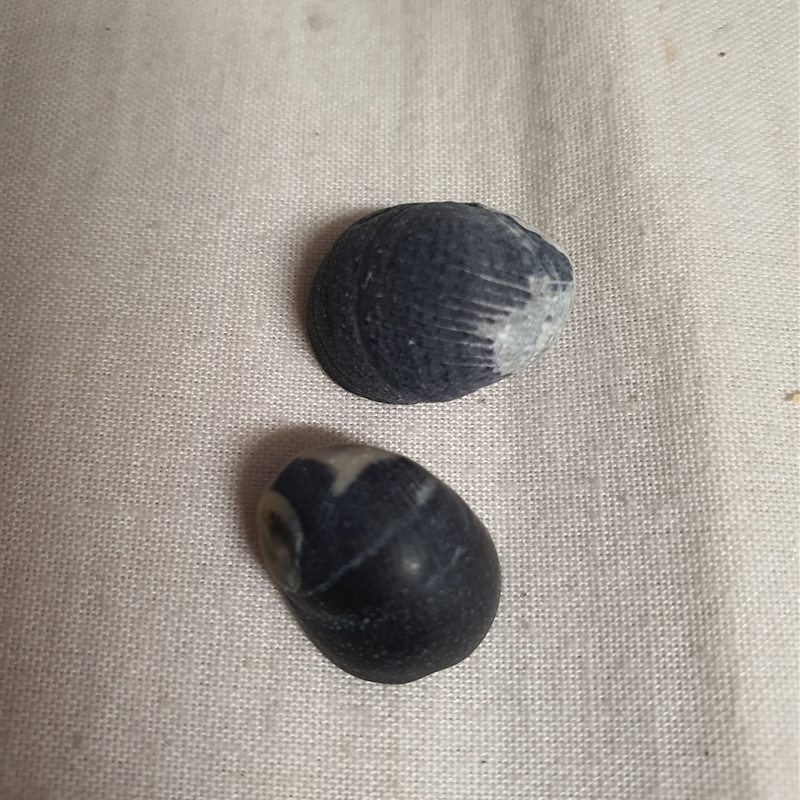 Nerita atramentosa