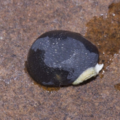 Nerita melanotragus