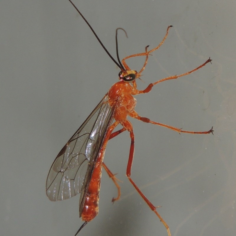 Netelia sp. (genus)