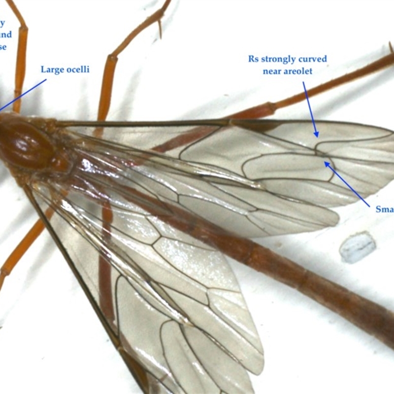 Diagnostic wing venation feature