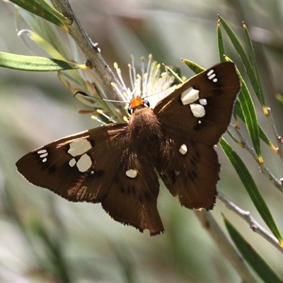 Netrocoryne repanda