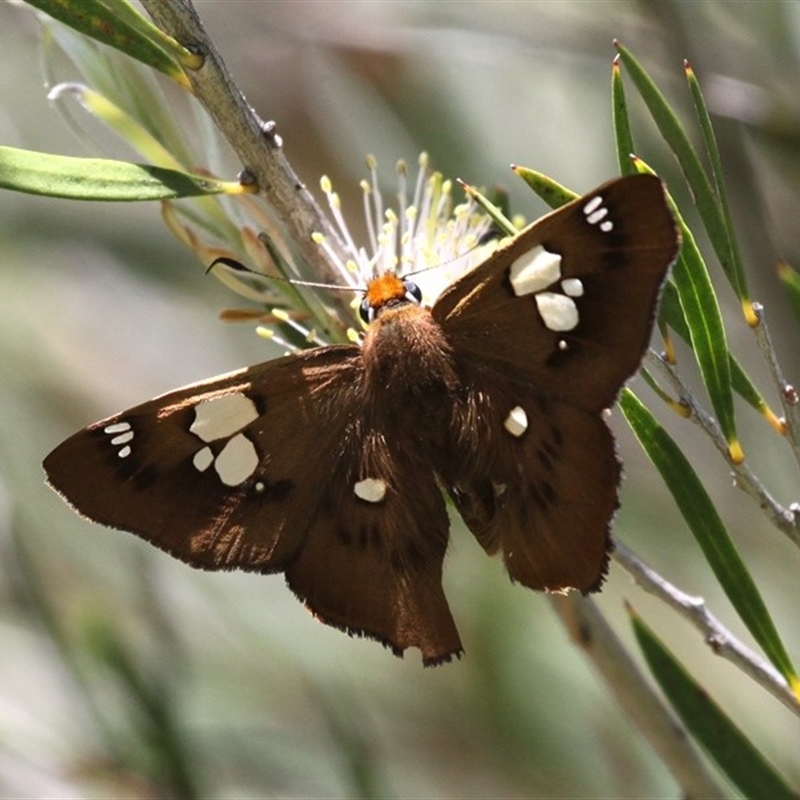 Netrocoryne repanda