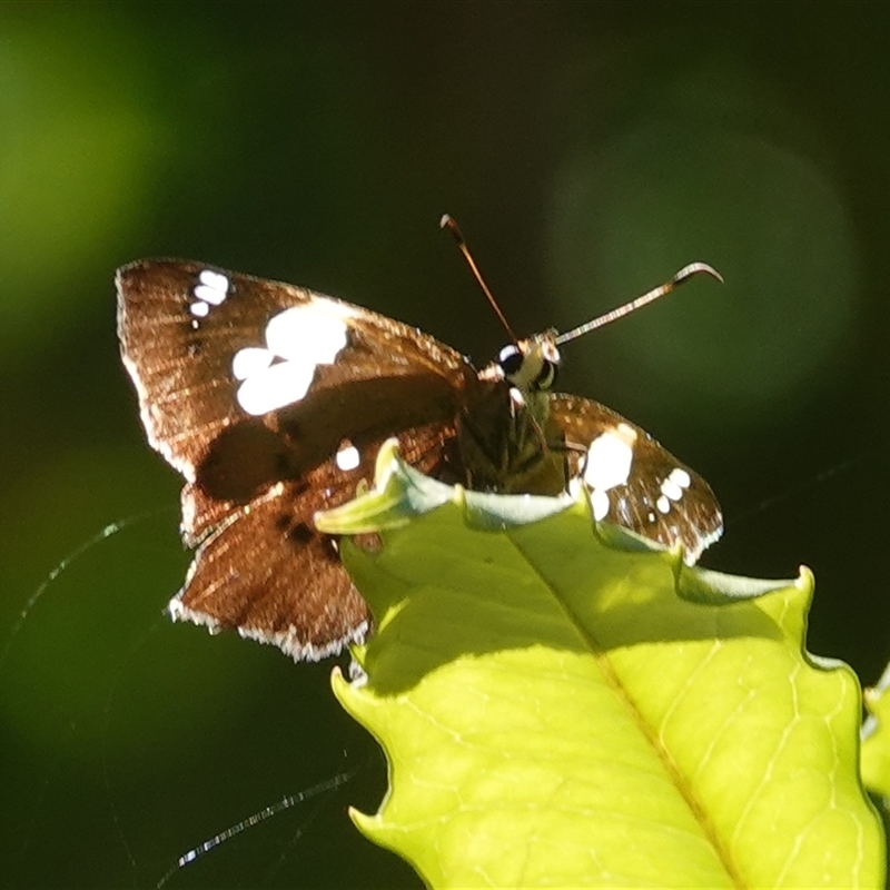 Netrocoryne repanda