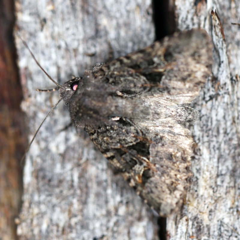 Neumichtis mesophaea