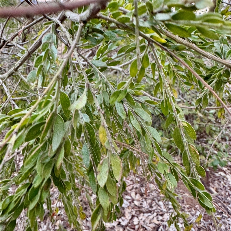 Acacia howittii