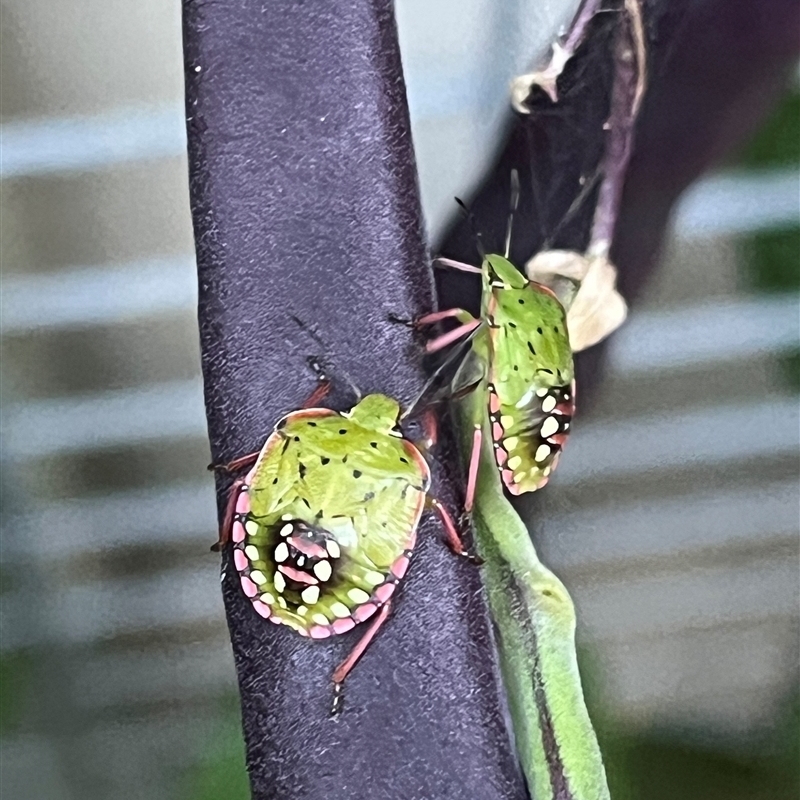 Nezara viridula