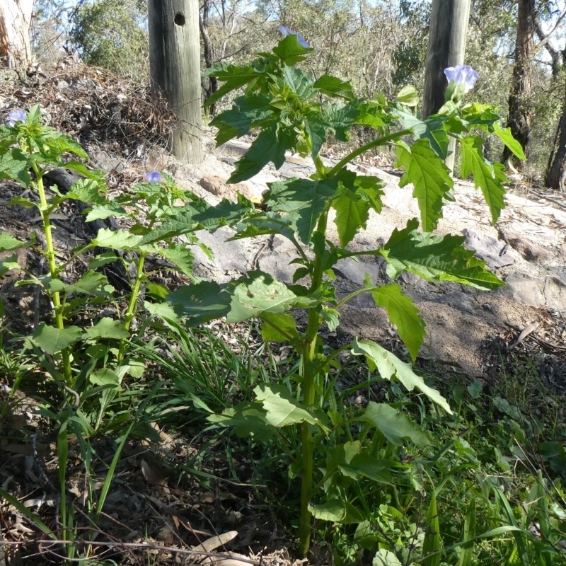 Nicandra physalodes