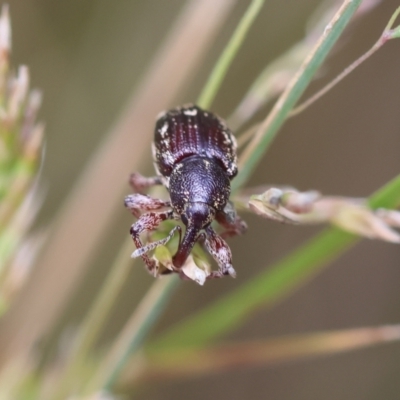 Aoplocnemis rufipes