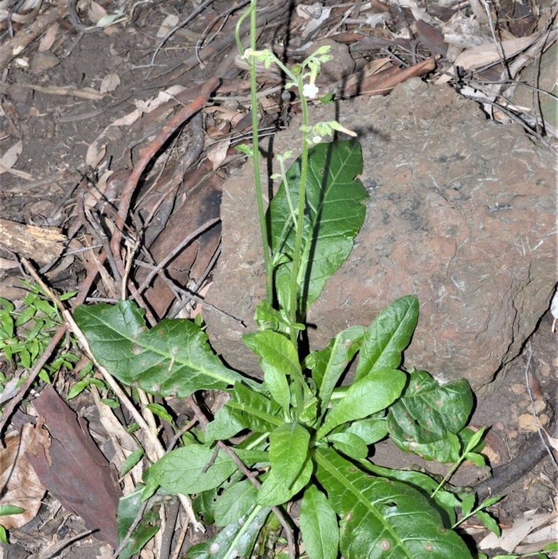 Nicotiana forsteri