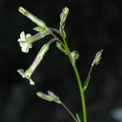 Nicotiana suaveolens