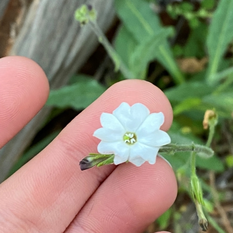 Nicotiana suaveolens
