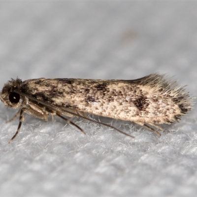 Niditinea fuscella