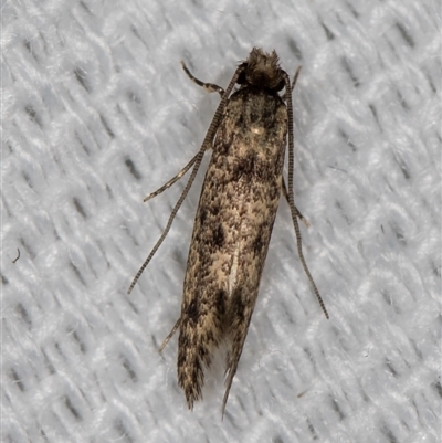 Niditinea fuscella