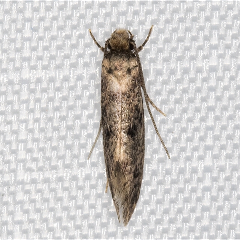 Niditinea fuscella