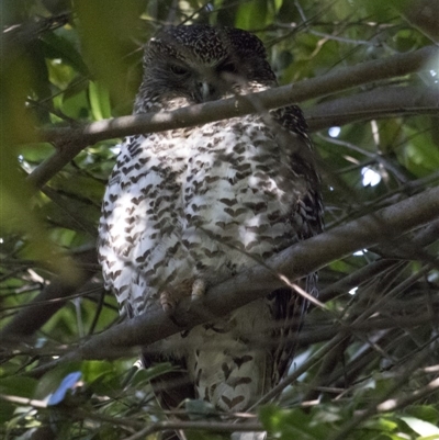 Ninox strenua