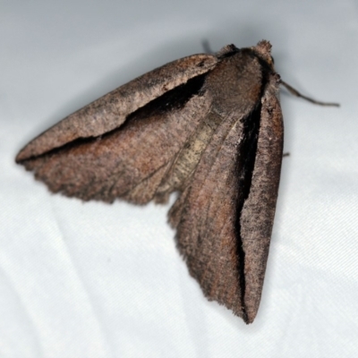Nisista undescribed species (genus)