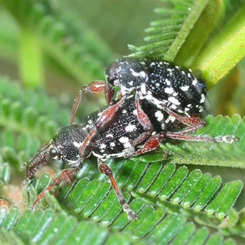 Aoplocnemis sp. (genus)