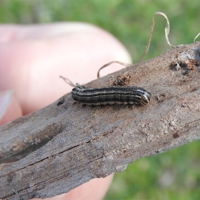 Noctuidae (family)