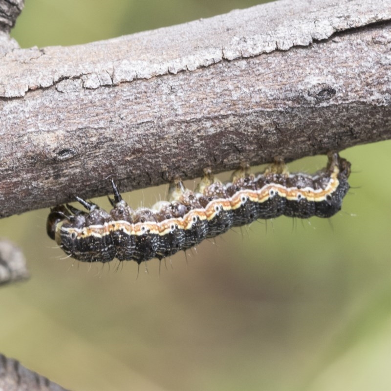 Noctuidae unclassified IMMATURE moth