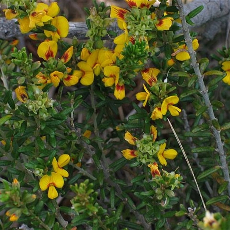 Aotus ericoides