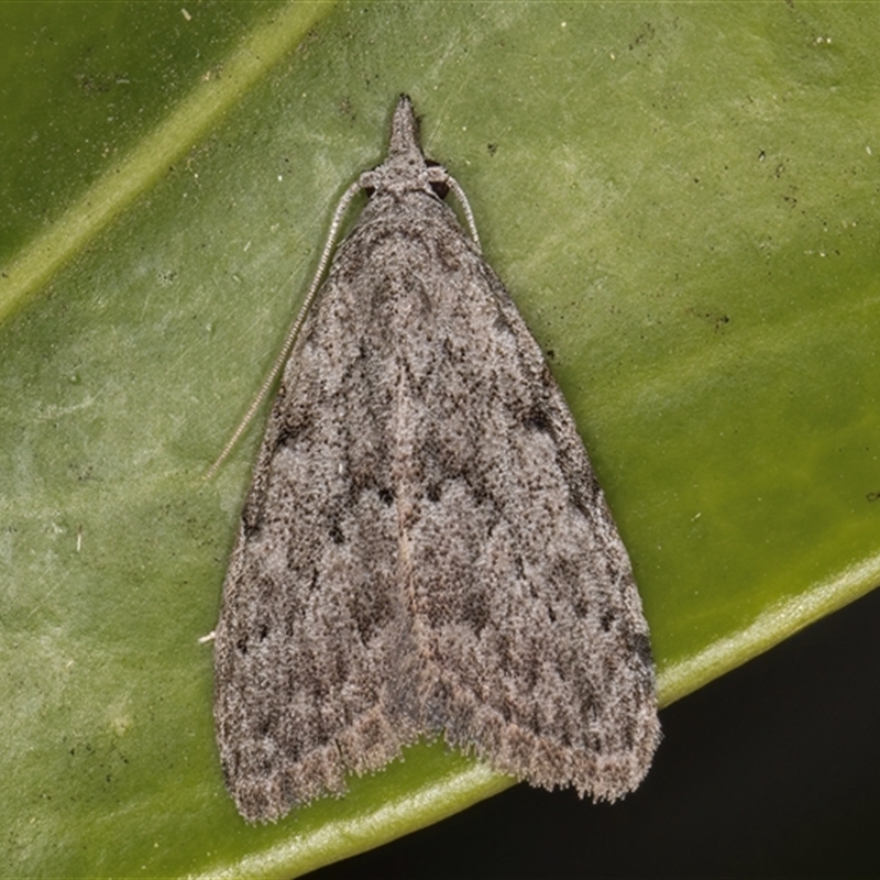 Nola vernalis