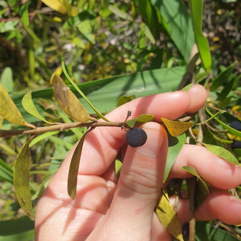 Notelaea ligustrina