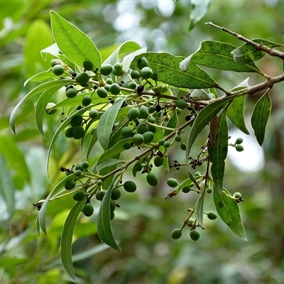 Unripe fruits