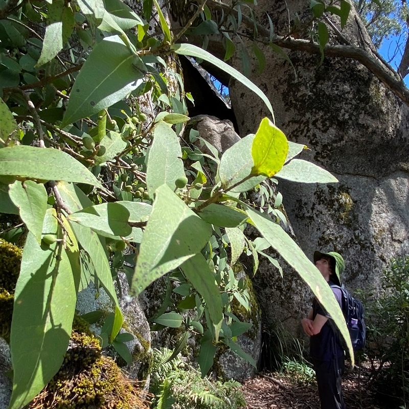 Notelaea longifolia