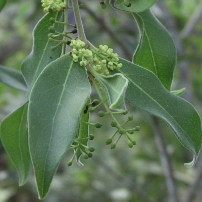 Notelaea longifolia f. longifolia