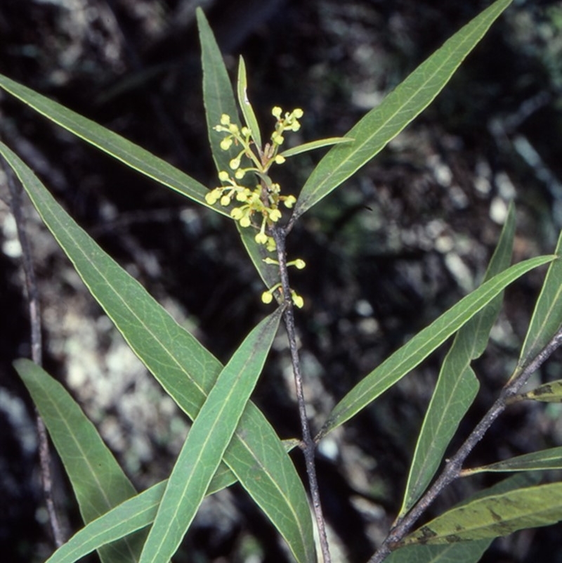 Notelaea neglecta