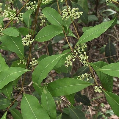 Notelaea venosa