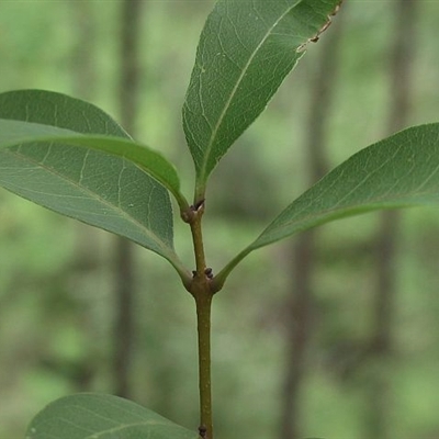 Notelaea venosa