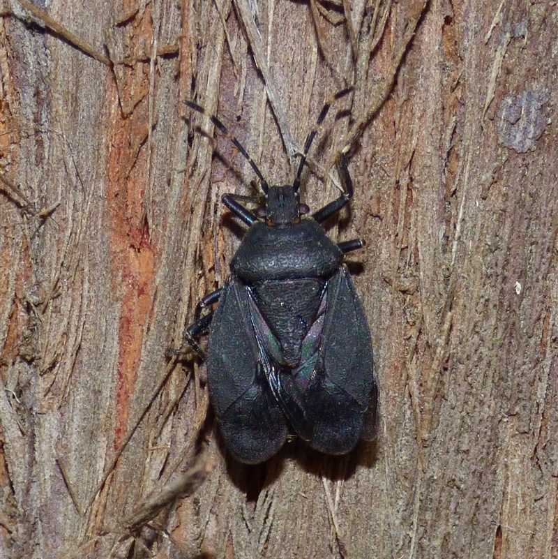 Notius depressus