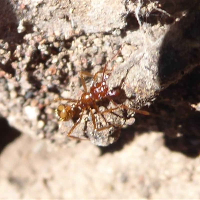 Aphaenogaster longiceps