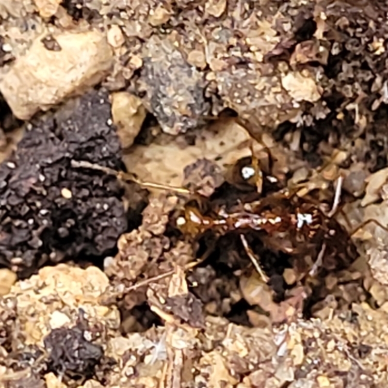 Aphaenogaster longiceps