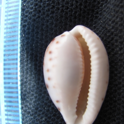 Cox's Bight, Tasmania (D. Dedenczuk)