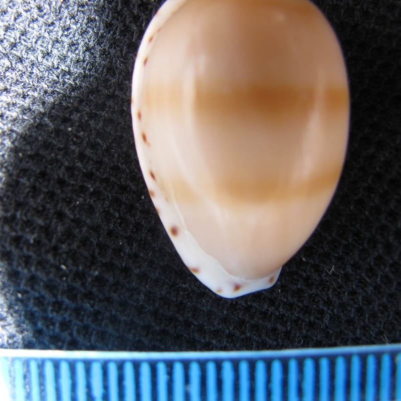 Notocypraea comptoni comptoni